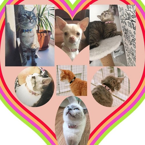 1x Collare per Animali Gatti Cuore Charm Campanella Elastico Regolabile Morbido Velluto Pet DogCollars - Foto 8 di 16