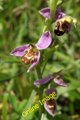 Foto 6x4 Bienenorchidee Newton Abt im Aller Brook lokalen Naturschutzgebiet, wh c2012