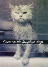 Designer Greetings Cat with Wet Fur Friendship Card