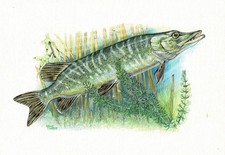 Szczupak Łosoś - Obraz z nadrukiem artystycznym - 25,5 x 17,5 cm (e)