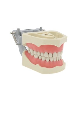 Tooth Repair Kit Plain Replacement Teeth For ADC Candidate Dental Models - Fits OneDental Jaw & Columbia Teeth For Onedental Jaw Columbia - Foto 12