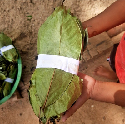 2200 Dried Soursop Leaves- Annona HOJAS DE GUANABANA GRAVIOLA Quality Herbal Tea