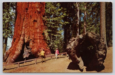 Kings Canyon National Park General Lee Fallen Monarch Fred Harvey CA Postcard