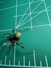 XL Florida Brown Widow wet specimen oddities Taxidermy Mummified