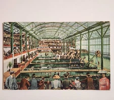 Vintage Postcard Sutro Baths San Francisco California Swimming Pool