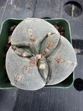 Rare Cactus - Astrophytum Tricostatum Seed Grown Developing Additional Rib!