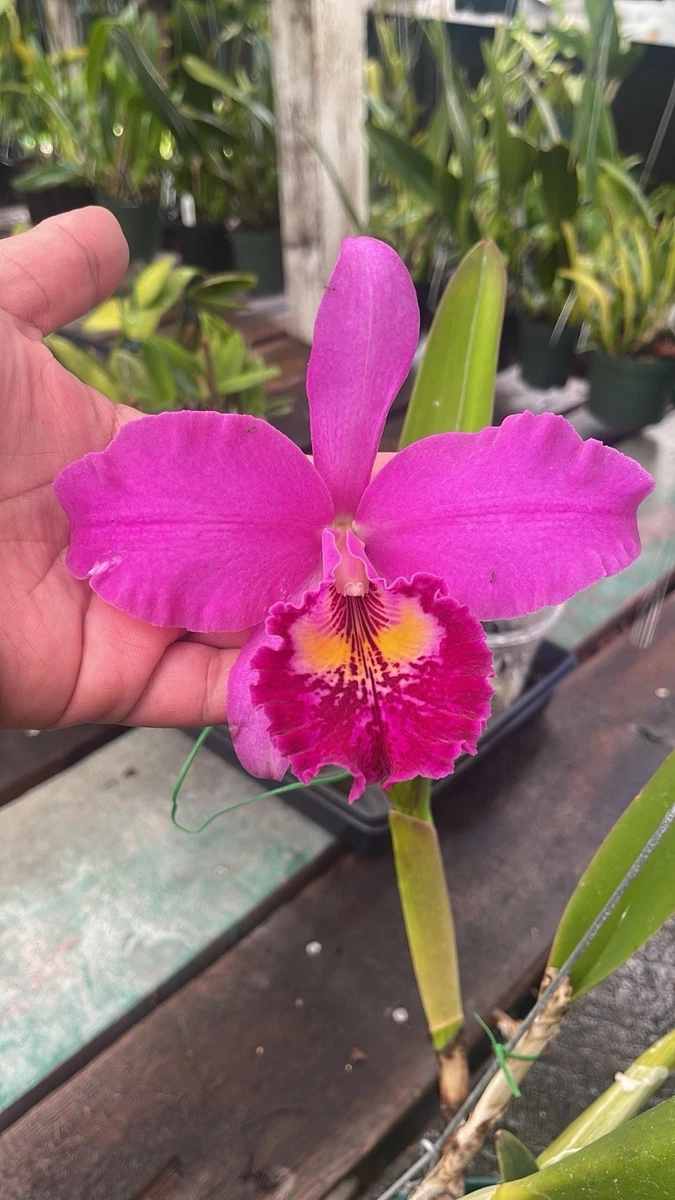 Fragrant Orchid Cattleya Tropical Orchids for sale | eBay