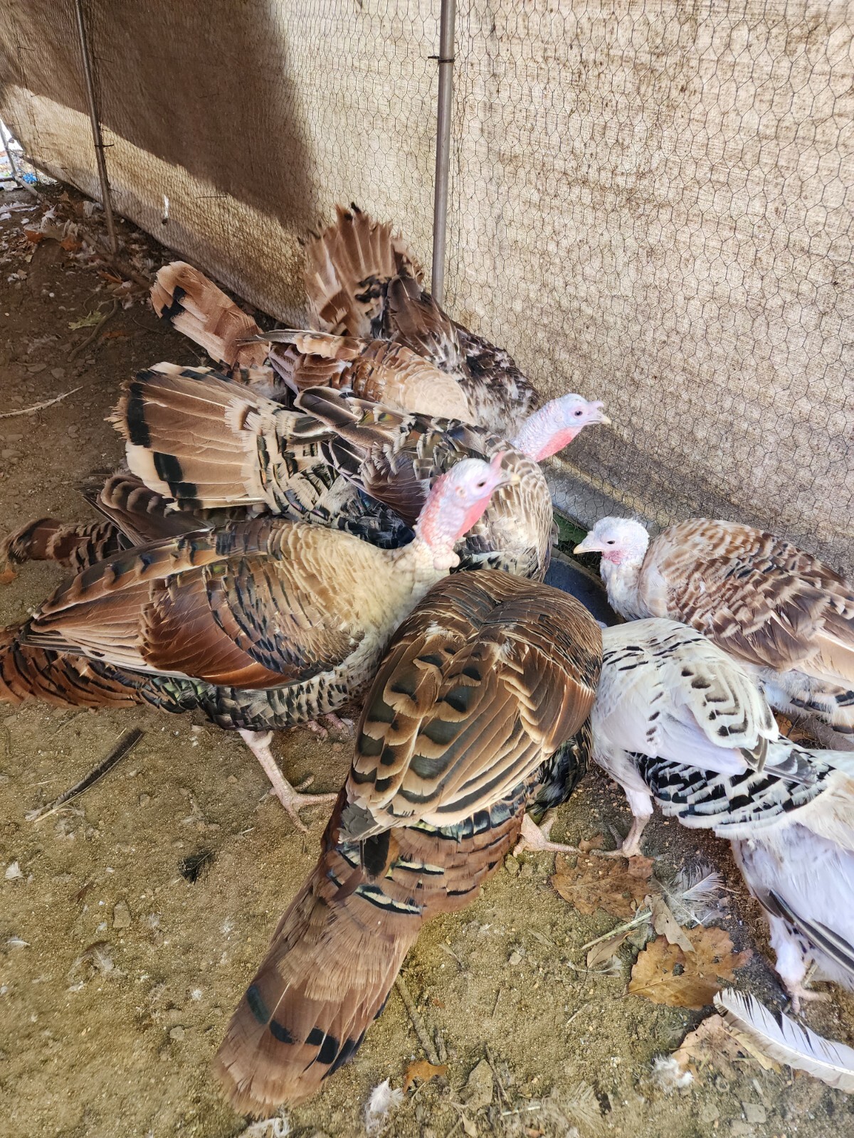 8+ Sweetgrass Turkey Eggs. Fertile Hatching Eggs. Ready Now. eBay