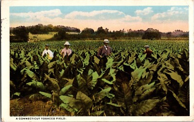 KAPPYS ANTIQUE POST CARDS CT TOBACCO FIELD  (384)