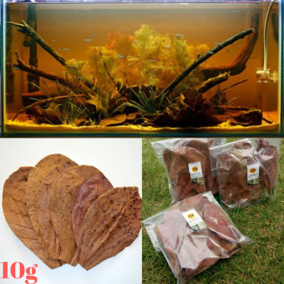 catappa leaves shrimp