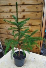 Serbian spruce/ Picea omorika, evergreen potted tree, 5 years old.