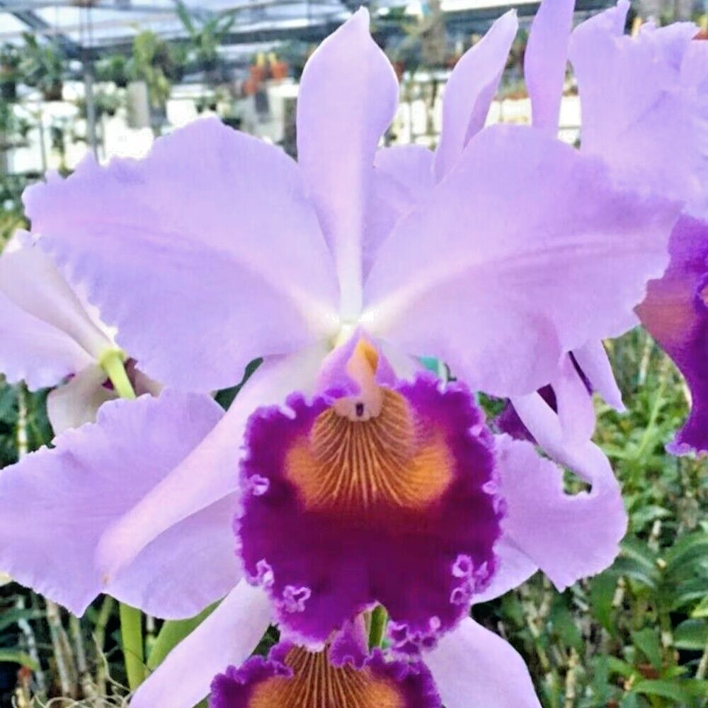 【稀少】HERMES QUADRIGE（カドリージュ）ライトブルーミュール Orchid Cattleya Plant Dinard Blue Heaven Pot Size 3-4 Inchs | eBay