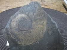 Hanpoceras serpentium, Posidonienschiefer Holzmaden