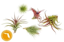 Premium Florida-Grown Tillandsia Air Plants - Easy Indoor Outdoor Wholesale