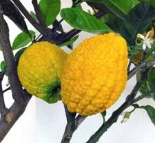 Citron Seeds - Citrus medica - Fragrant Evergreen Fruit Tree Etrog Lemon TCM