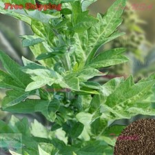 Mugwort Seeds  Medicinal Culinary Perennial Herb Artemisia vulgaris 