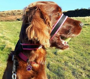 anti pull head collar