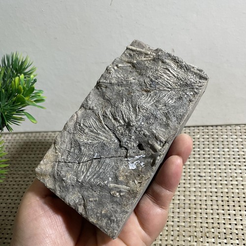 336g Crinoid Stems Natural Mineral Specimen Crystal - Picture 17 of 22