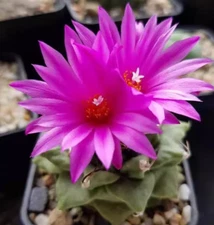 3PCS Turbinicarpus alonsoi Cactaceae cactus Succulent Home Bonsai indoor 3-4cm 