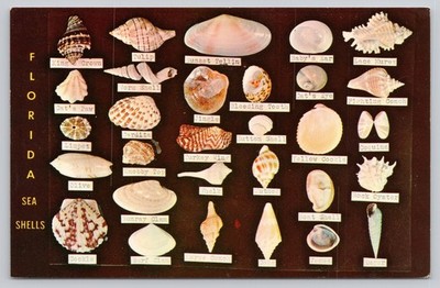 Vintage Florida Sea Shells Postcard - Dodson's Shell Shop Display