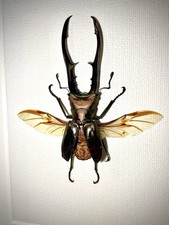 Cyclommatus Metallifer Hirschkäfer Präparat - Beetle taxidermy