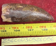 Rare Carcharodontosaurus Dinosaur Tooth T Rex Cousin 95 Mil Yrs Fossil 3 3/4”