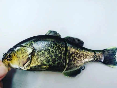 Jackall Gantarel RARE- Limited Ed Baby Cod  - Spectacular Color