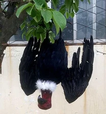 18'' Large Fake Vulture Decoy  Realistic Vultures Scarecrow for Yard Roofs Trees