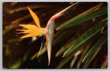 Bird of Paradise Hawaiian Flower Color Card Vintage Postcard Chrome Era c1960s