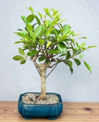 Ficus Retusa Bonsai Tree Medium Size 10'' H Indoor Deciduous Plant Banyan Fig