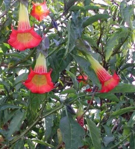 brugmansia sanguinea | 9cm potted plant | patio plant x 2 plants - Picture 3 of 4