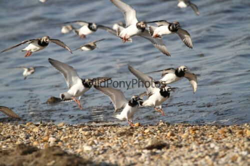 Ruddy Turnstones Landing on the Beach Photo - Various Sizes - Picture 1 of 1
