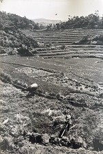 China - Tapei The Rich Terraced Farmlands Near Tapei Press Photo