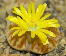 Lithops bromfieldii exotic color rare rock living stone ice plant seed 50 SEEDS