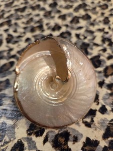 Authentic Vtg Seashell Scarf Slide with Gold Plated Rim Approximately 2 1/2" In Diameter