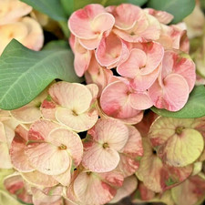 Crown Of Thorns Pim Tong Thai Hybrid Christ Plant Euphorbia Milii