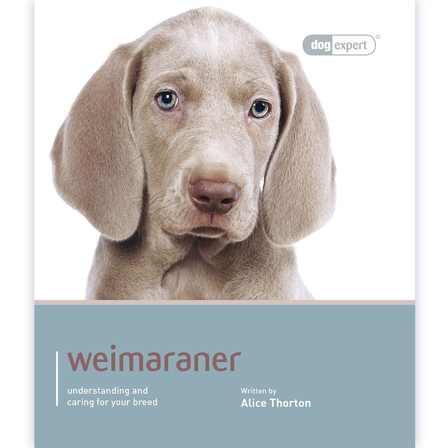 Weimaraner - Dog Expert