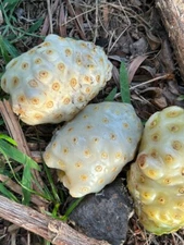 Noni seeds