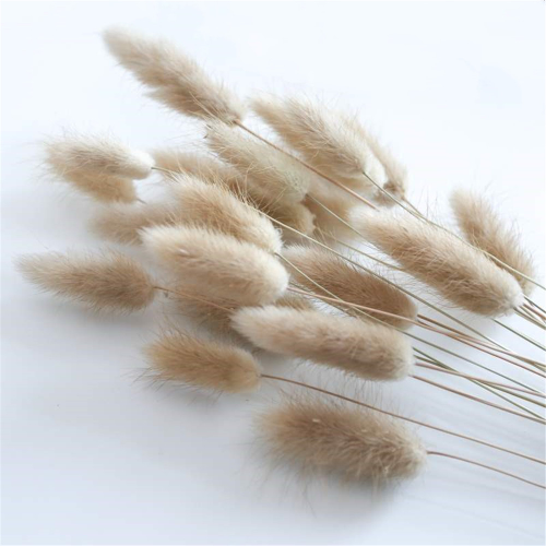 Natural Dried Flowers Bunny Tail Grass Bunch Flower Grass Wedding Decor-image