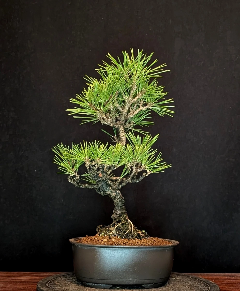 Schwarzkiefer in Bonsai-Bume online kaufen | eBay.de