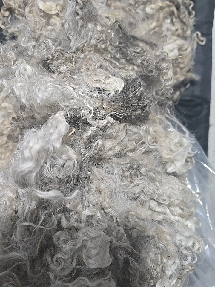 1oz Raw Angora Goat Fiber- White/Grey 5.0" (The More You Buy = Less You Pay!) - Image 4 of 4