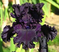 Tall Bearded Iris All Night Long Deep Purple Freshly Dug 1 Rhizomes