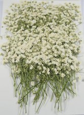 100 pcs Real Pressed Dried Flowers Mini White Gypsophila Baby's Breath for We...