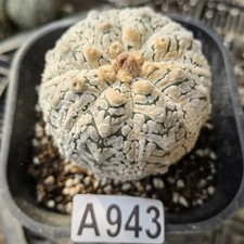 Astrophytum asterias--Ariocarpus /Astrophytum myriostigma