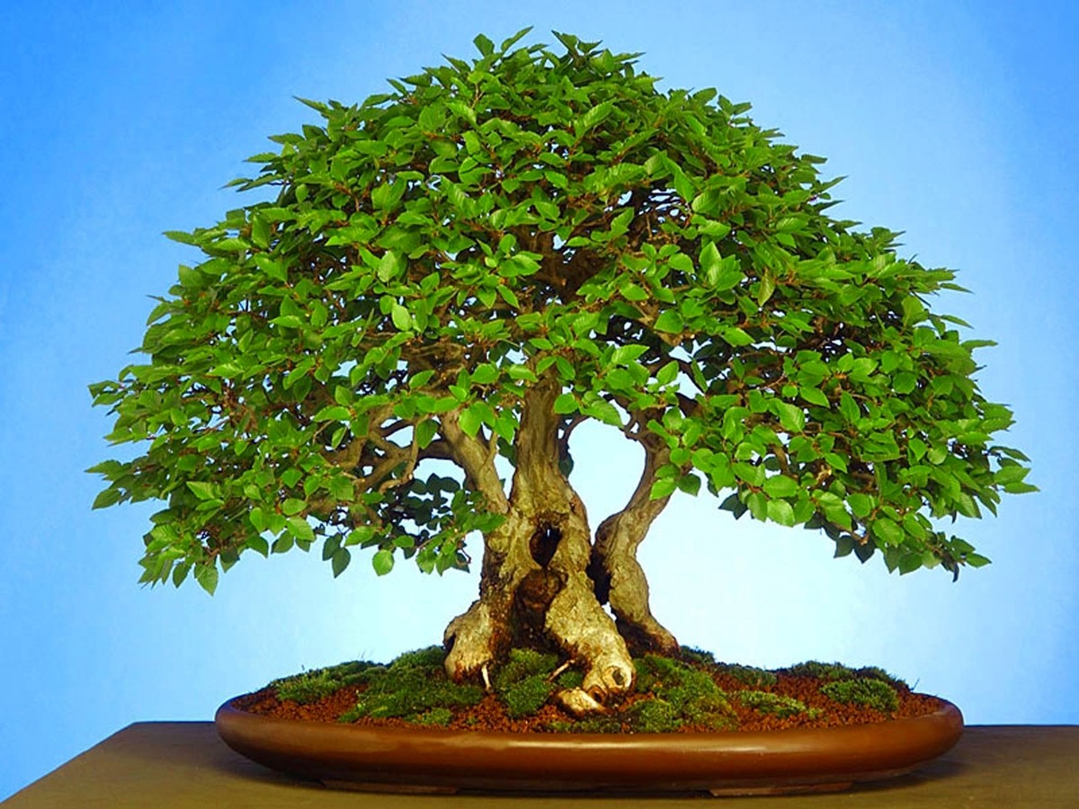 Carpinus turczaninowii (Korean hornbeam) 30 Tree Seeds RARE Outdoor Bonsai  | UK | eBay