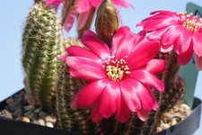 Kaktusy: Chamaecereus Hybr. B6; 5,5 cm, korzenie własne