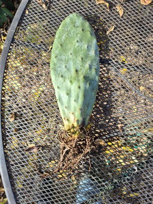 Rooted Prickly Pear Cactus Pad (8 12'')   Live Opuntia Plant