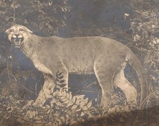 Vintage Velox RPPC Postcard Snarling Cougar Mountain Lion Puma Wild Cat
