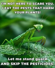 1 Fresh Picked Chinese Praying Mantis Egg Cases + FREE HATCHING BAG 2026 Season