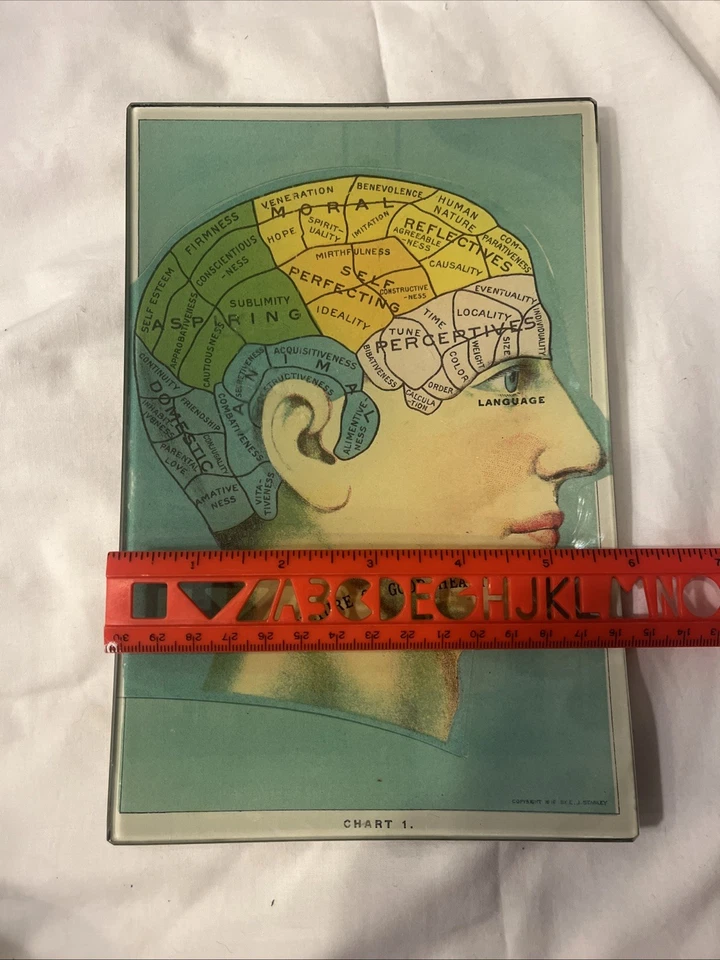 Rare VTG John Derian PHRENOLOGY Platter Dish Tray Brain Good Health Glass Signed - Image 4 of 4